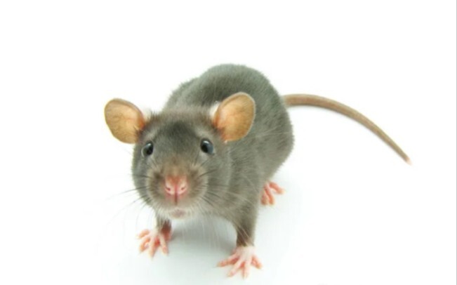 หนูน้อยเพิ่งเลิกงานก็ถูกคุกคามทันที