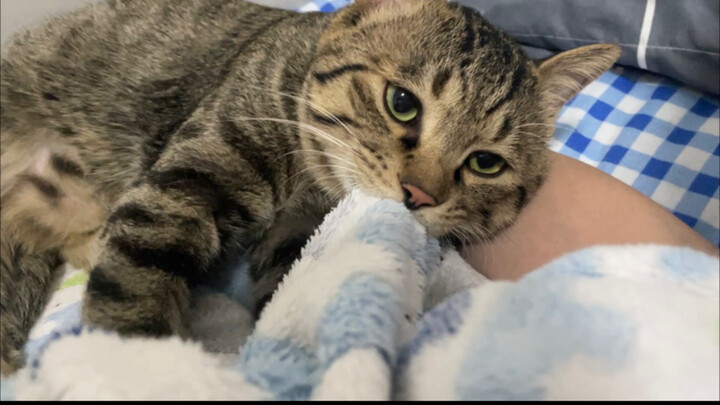 น้องแมวคาบผ้าห่มผืนเล็กๆ ตามหาแม่ แล้วมานอนพักอยู่บนแขนแม่ พร้อมกับเดินเหยียบนมไปด้วย พอไม่ให้นอนก็ร