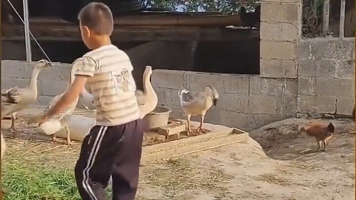 Big Goose: ฉันเป็นผู้ตัดสินวัยเด็กของคุณ