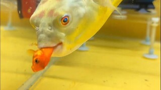 这是最凶的鱼了吧？