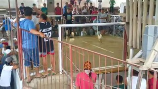 panalo ung native line namin idol