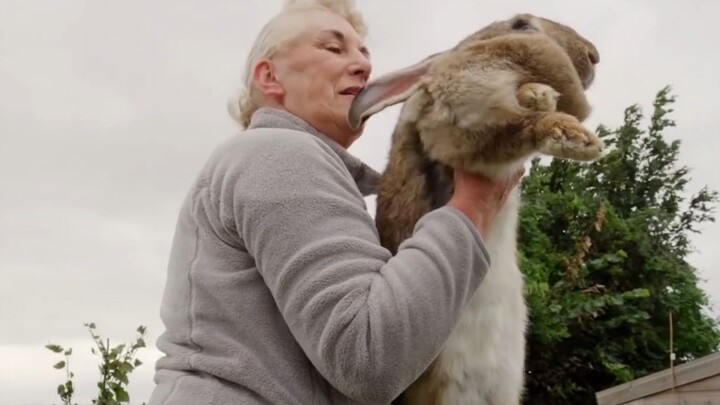 [Hewan]Bagaimana rupa kelinci terbesar di dunia?