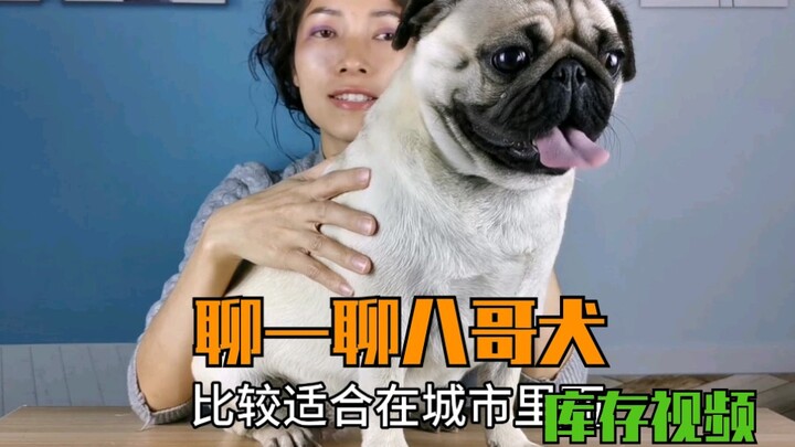 Anjing Pug mendengkur dan kentut, pemilik toko akan menjelaskan perbedaan antara anjing Pug dan Shar