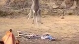 kanguru berantem