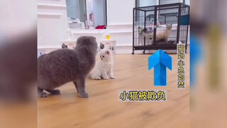 ความรักของแม่ไม่รู้จักสายพันธุ์