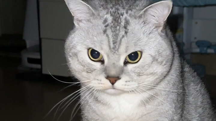 Đại Tráng nhất định phải vào phòng ngủ.