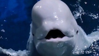 Beluga: Password correct, please feed the little fish.