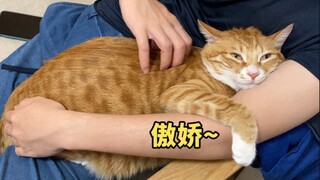 一只被主人宠得很傲娇的大橘猫