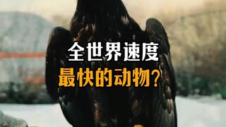 The fastest animal in the world?