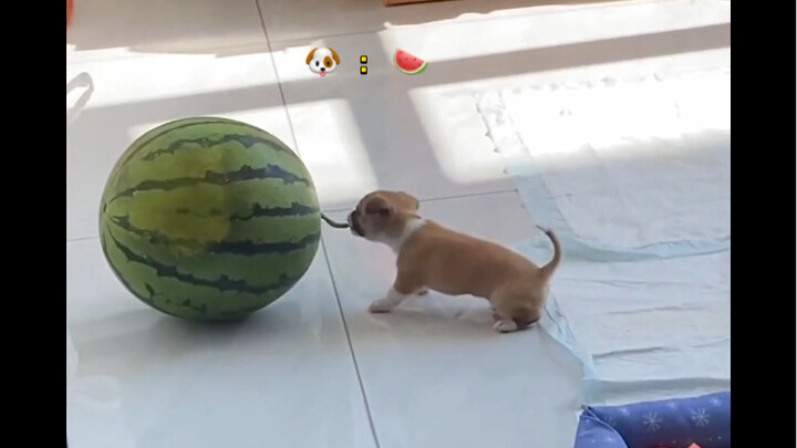 Anak anjing: Semangka sebesar ini pasti sangat enak, ya.