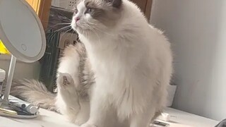 Mi tidak mengerti meja rusak, Mi merasa telah dijebak oleh sesuatu yang kotor