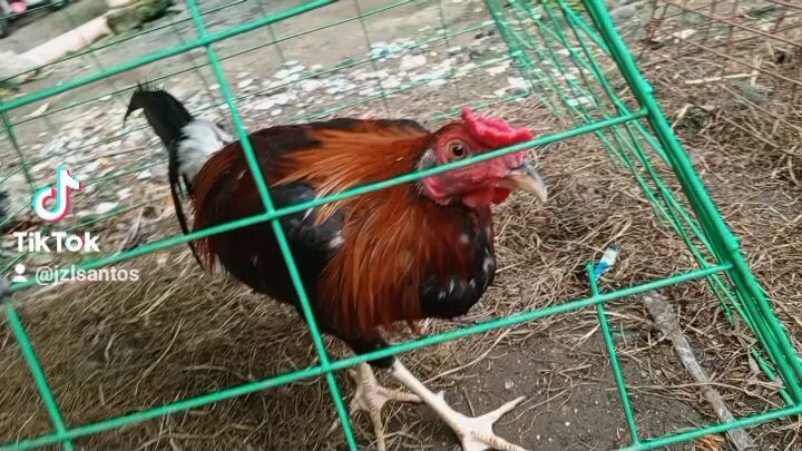 sweater x melsim Bacolod line 6mnths old