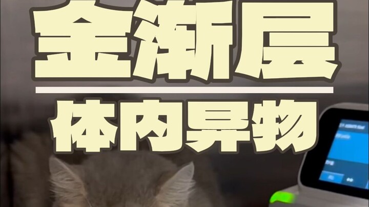 Seperti apa rasanya melakukan operasi pada kucing kecil yang begitu menggemaskan...?