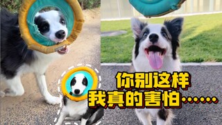 Why do Border Collies always get into so many bizarre situations?!