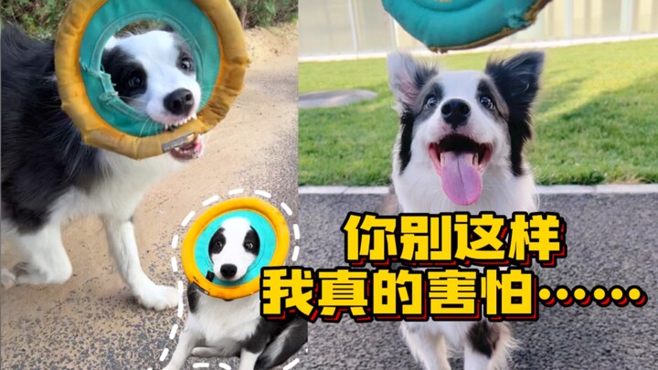 لماذا تواجه الكثير من الأمور الغريبة عند تربية كلاب الراعي البالغ؟！