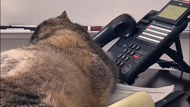 cats works