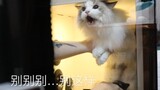 【布偶猫】洗个猫还给洗出了颤音…