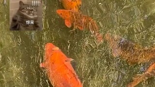 اتضح أن السباحة لا تساعد على إنقاص الوزن # ينبوع بوزهو # سباحة