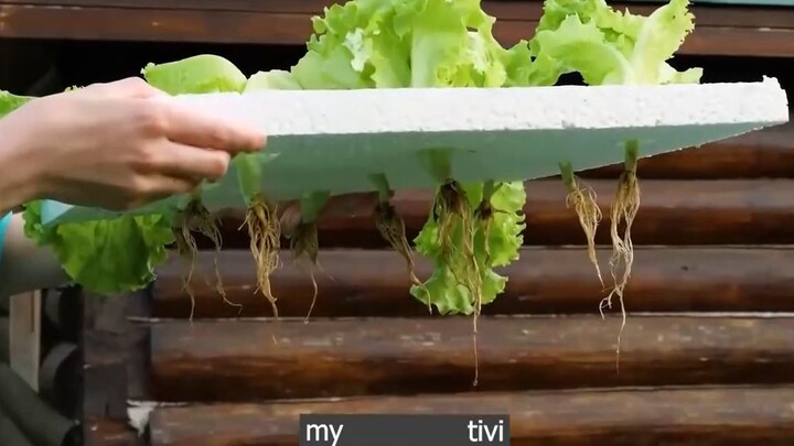 mọc lớn lên từng ngày p3 #mytivi