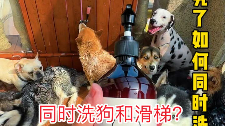 I washed both my dog and the stairs at home during the holiday. How many dogs do you think joined in