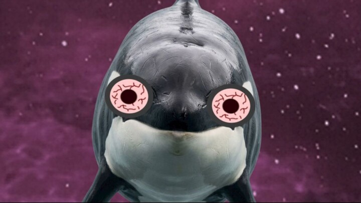 Animals That Never Fully Go To Sleep Final Render
