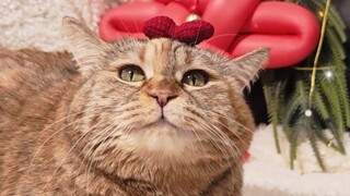 أستطيع مساعدتك في تقاسم عبء عشاء ليلة رأس السنة!