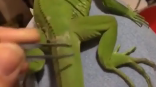 抠皮肤碎片呢