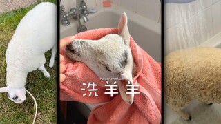 原来羊洗完澡这么白！！！