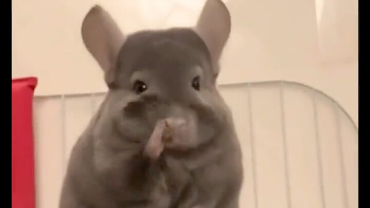 Cute Xiaobao watches over the adorable baby.