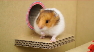 ภารกิจของหนูแฮมสเตอร์ EP 101