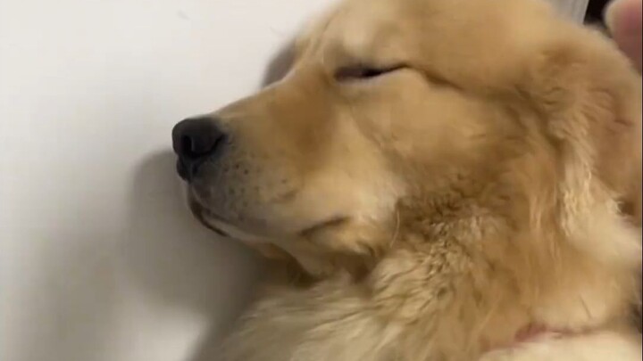 Do all Golden Retrievers look this pathetic when they get beaten?