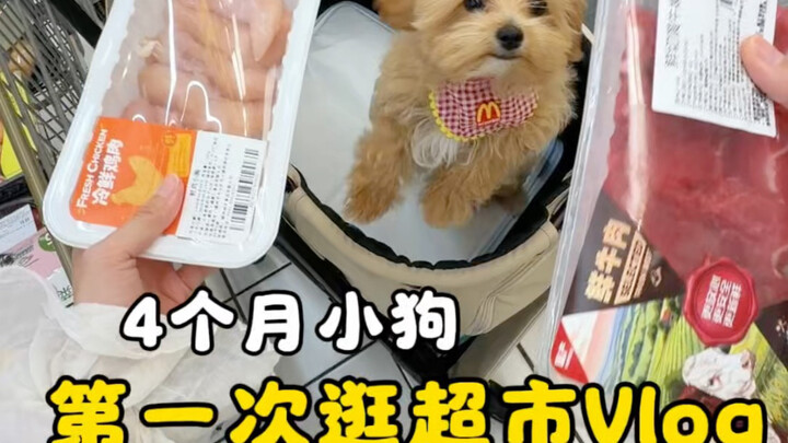 Both the vegetables and the meat were chosen by the little dog himself…