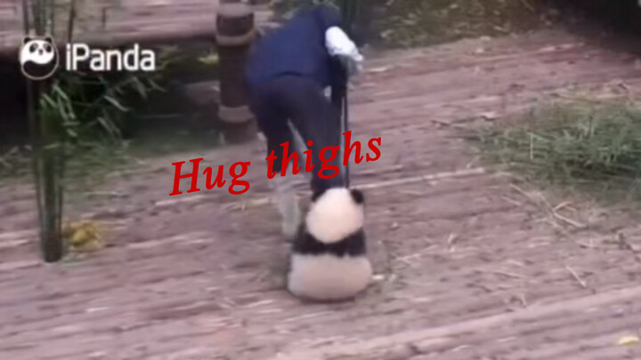 "Panda Qi Yi Hugging the Keeper's Leg" with Comments!