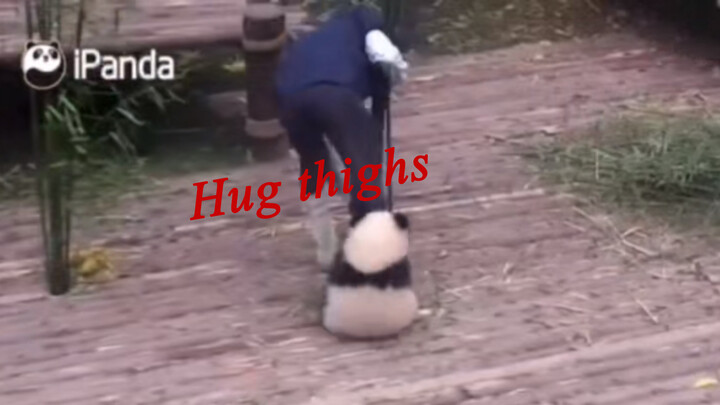 "Panda Qi Yi Hugging the Keeper's Leg" with Comments!