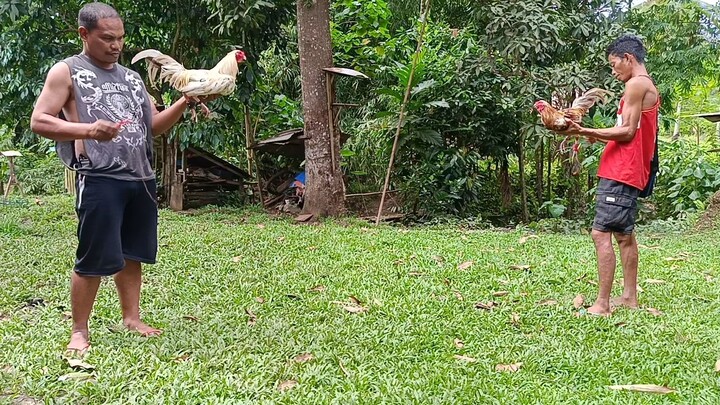 DRAW! MANOK NI PAMANGKIN