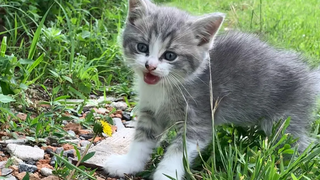 ลูกแมวหลงหาแม่แมวร้องเหมียวๆ