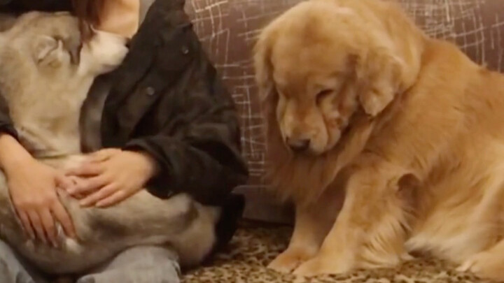 Iri hati membuat anjing kehilangan wajahnya