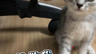 No update today for 918; just take a casual look at Baobao's highlights (this video is just a dynami