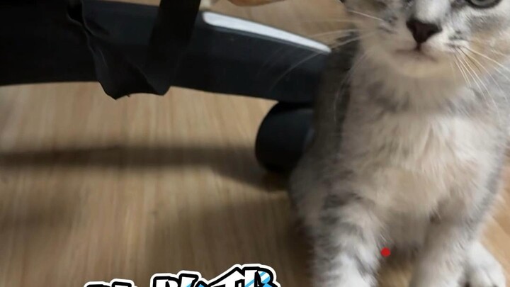 今天918不更新了，大家随意看一下爆爆好了（这视频只是动态）