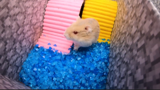 ภารกิจของหนูแฮมสเตอร์ EP 243