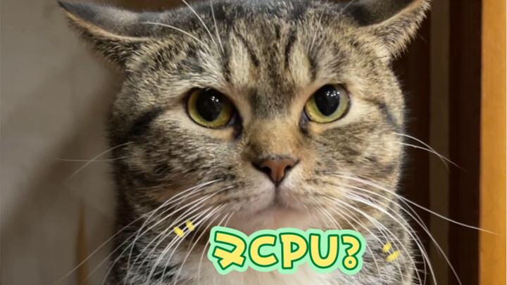 ساعدوني أسمع، هل هذه العجوز بتشتغل عليّ من جديد؟