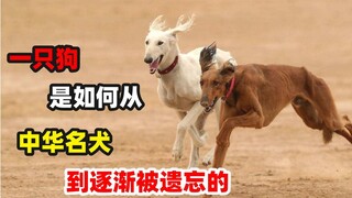 细犬，是如何被人遗忘的？