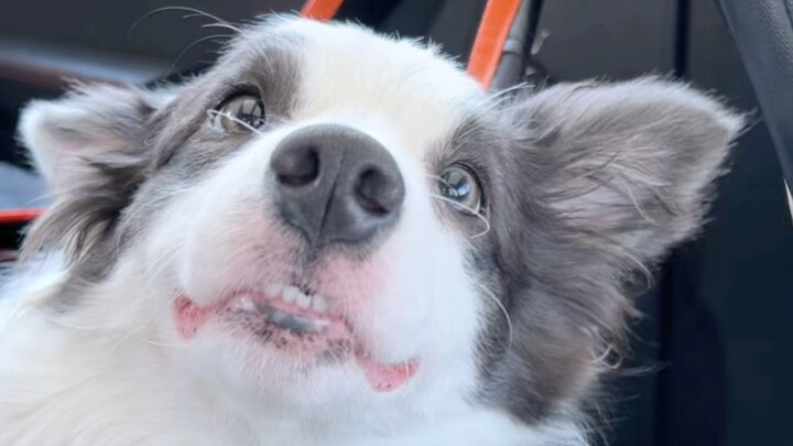 Border Collie, naik mobil langsung jadi raja