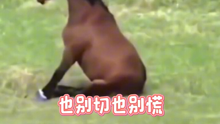 If animals could speak Henan dialect