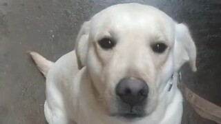 Duoduo: Kiếp sau ta sẽ lại ăn Binlang. Ta là một con chó.