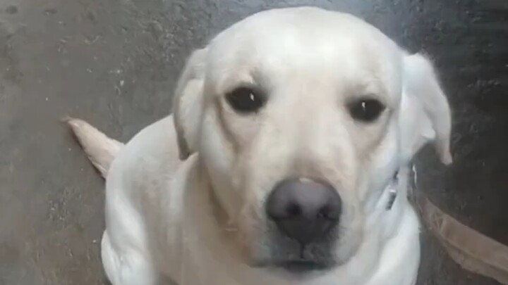 Duoduo: Aku akan memakan Binlang lagi di kehidupan selanjutnya. Aku seekor anjing.