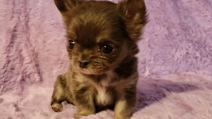 Chú chó Chihuahua mới biết đi thật sự đáng yêu đến mức phát nổ luôn á á á á