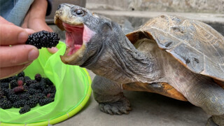 A gluttonous giant Asian pond turtle eats mulberries