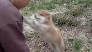 การได้รับความไว้วางใจจากลูกสุนัขเป็นเรื่องที่มีความสุขมาก