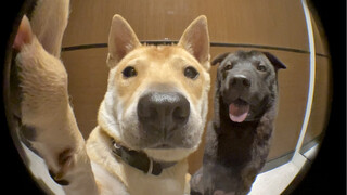 第2集. Daddy，开门！狗子！